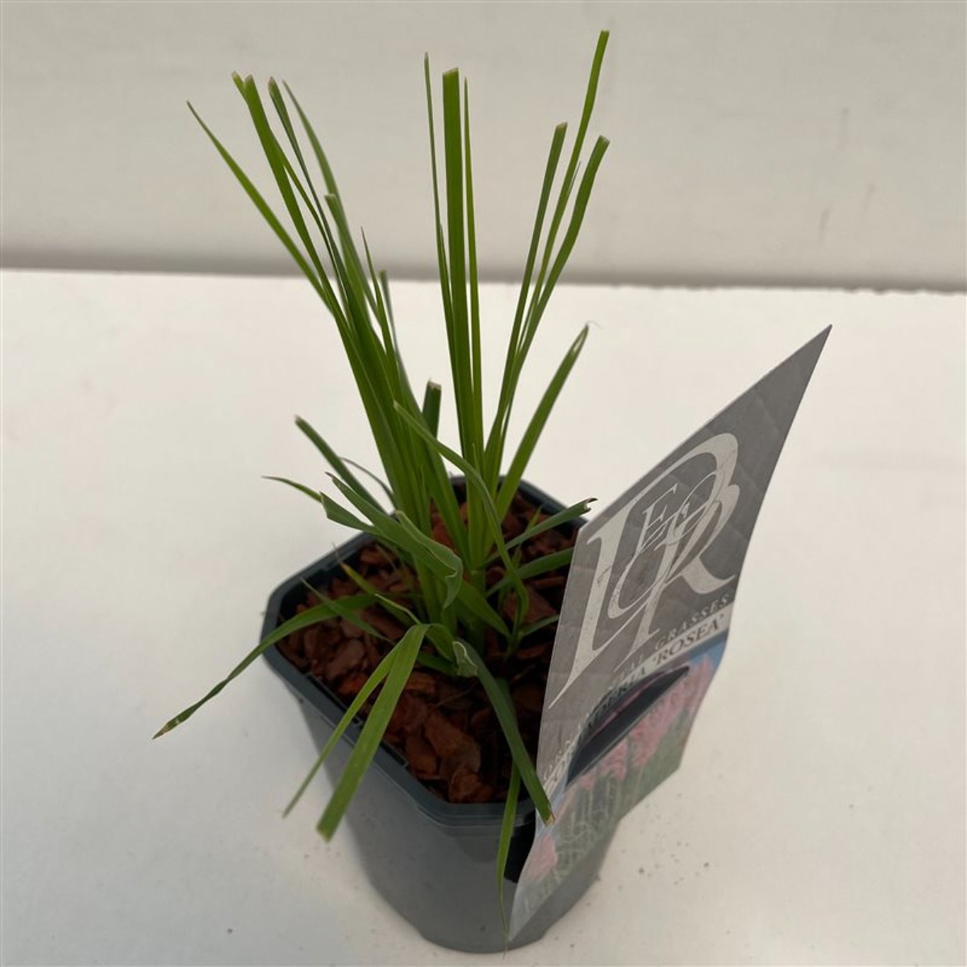 Cortaderia s. 'Rosea' - C1